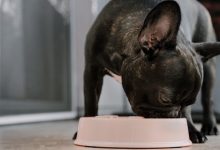 probiotics to dogs has revealed many benefits